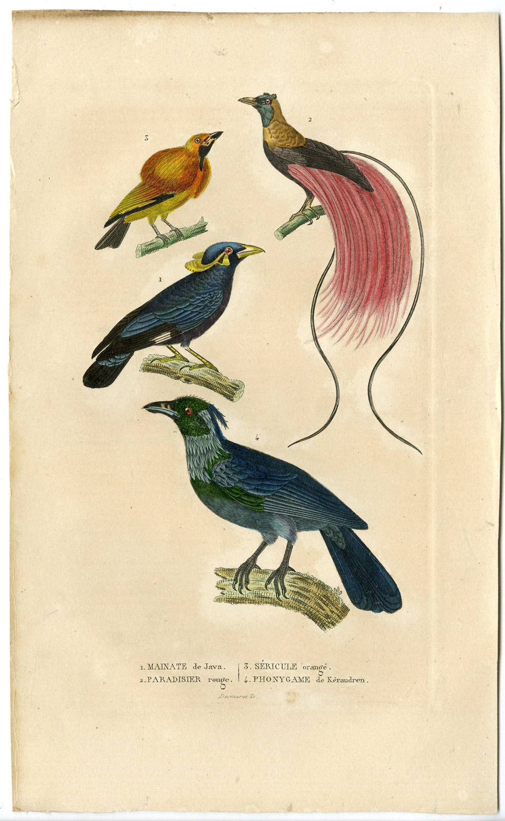 , Antique Print-JAVAN MYNA-BIRD OF PARADISE-Drapiez-1853, Pictura Antique Prints