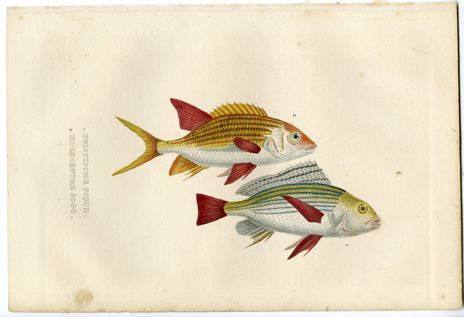 , Antique Print-FISH-SNAPPER-Drapiez-1853, Pictura Antique Prints