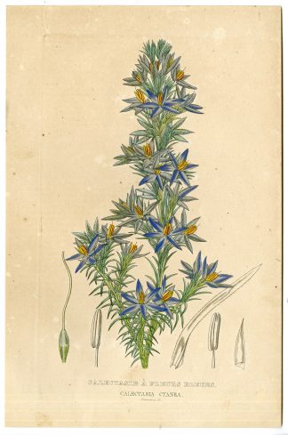 -STAR OF BETHLEHEM-BLUE TINSEL-Drapiez-1865