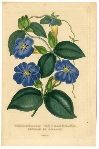 -THUNBERGIA HAWTAYNE-Drapiez-1866
