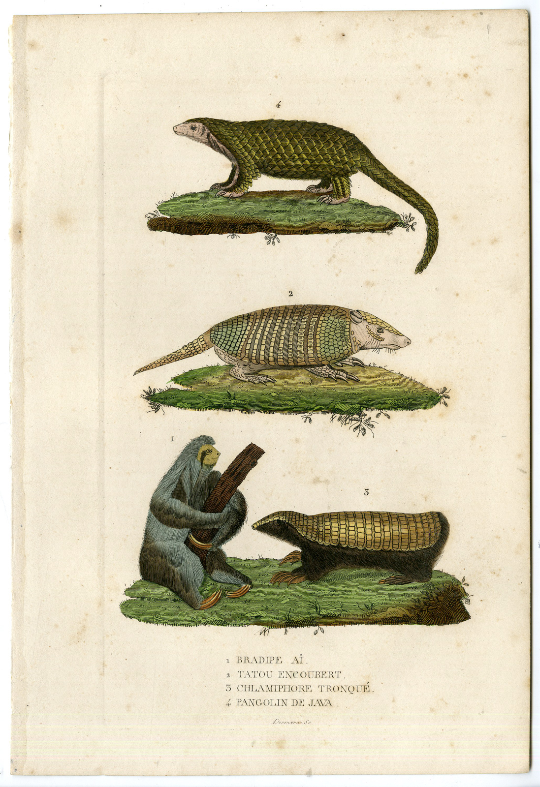 , -SLOTH-ARMADILLO-PANGOLIN-Drapiez-1862, Pictura Antique Prints