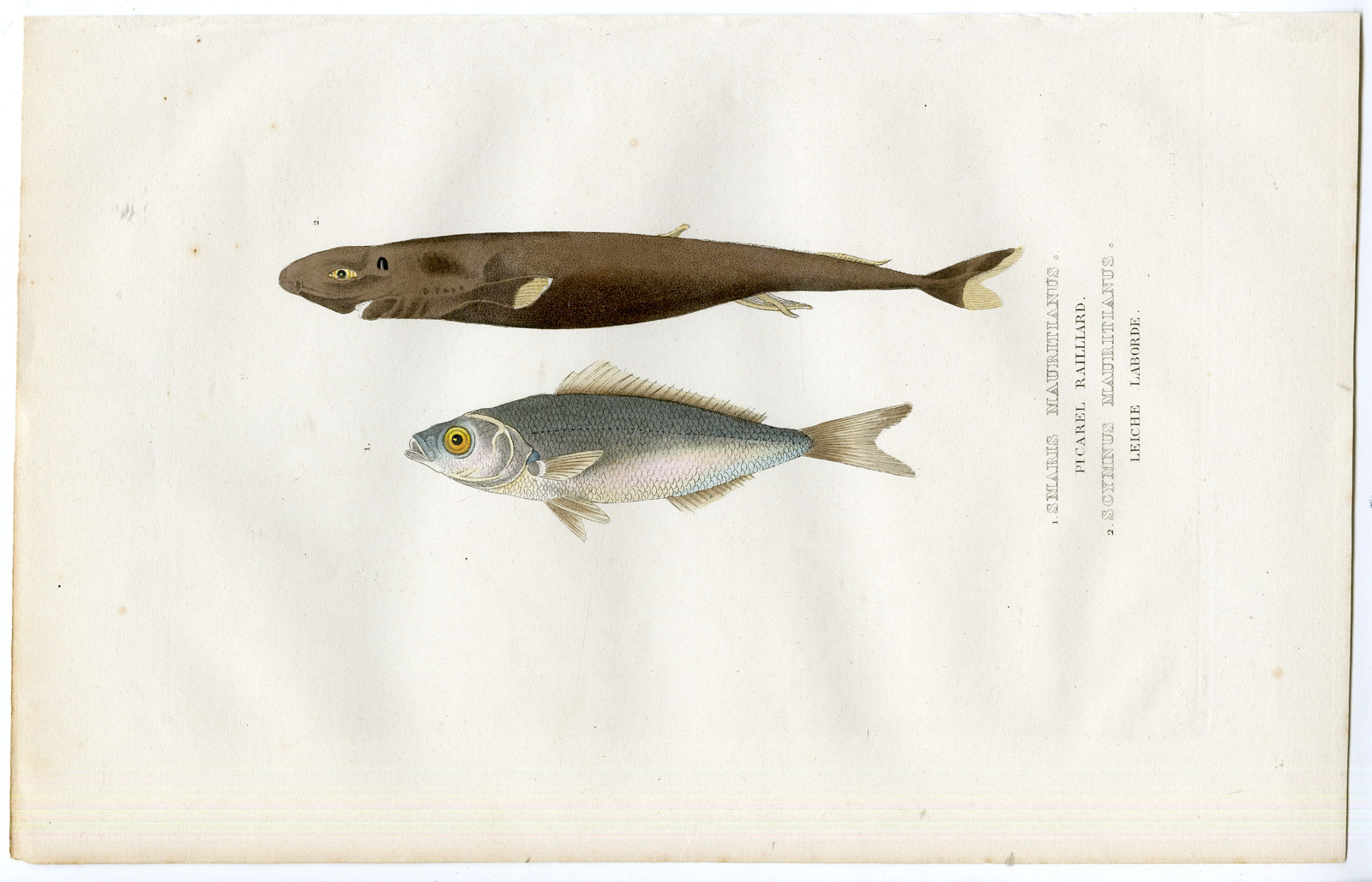 , -PICAREL-KITEFIN SHARK-Drapiez-1860, Pictura Antique Prints