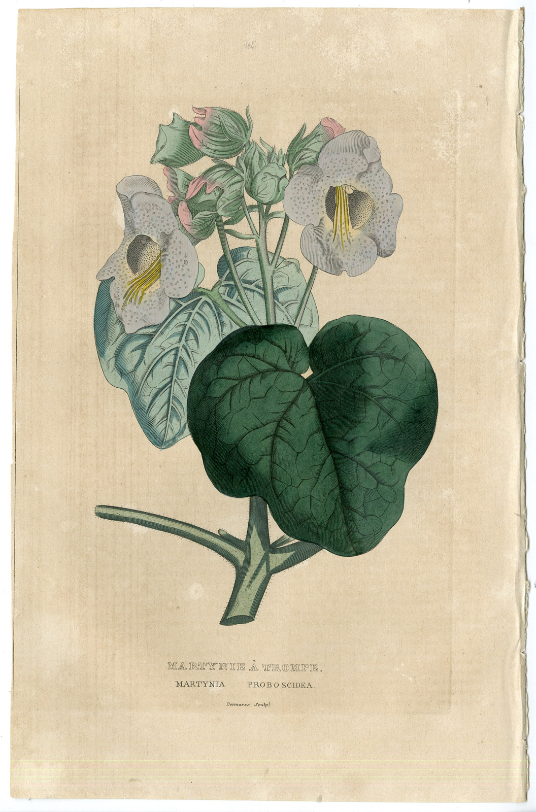 , -PROBOSCIDEA-DEVIL’S CLAW-MARTYNIA-Drapiez-1855, Pictura Antique Prints