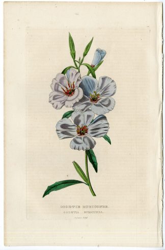 -CLARKIA RUBICUNDA-RUBY CHALICE CLARKIA-Drapiez-1856