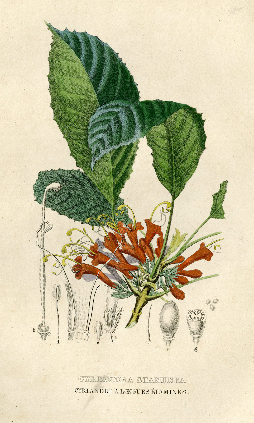 , Antique Print-CYRTANDRA-Drapiez-1853, Pictura Antique Prints