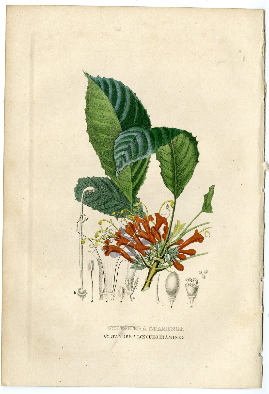 , Antique Print-CYRTANDRA-Drapiez-1853, Pictura Antique Prints