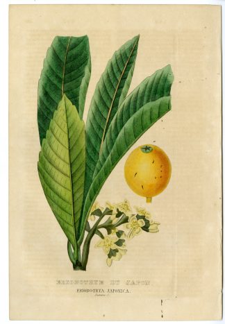 Antique Print-LOQUAT-FRUIT-TREE-Drapiez-1853
