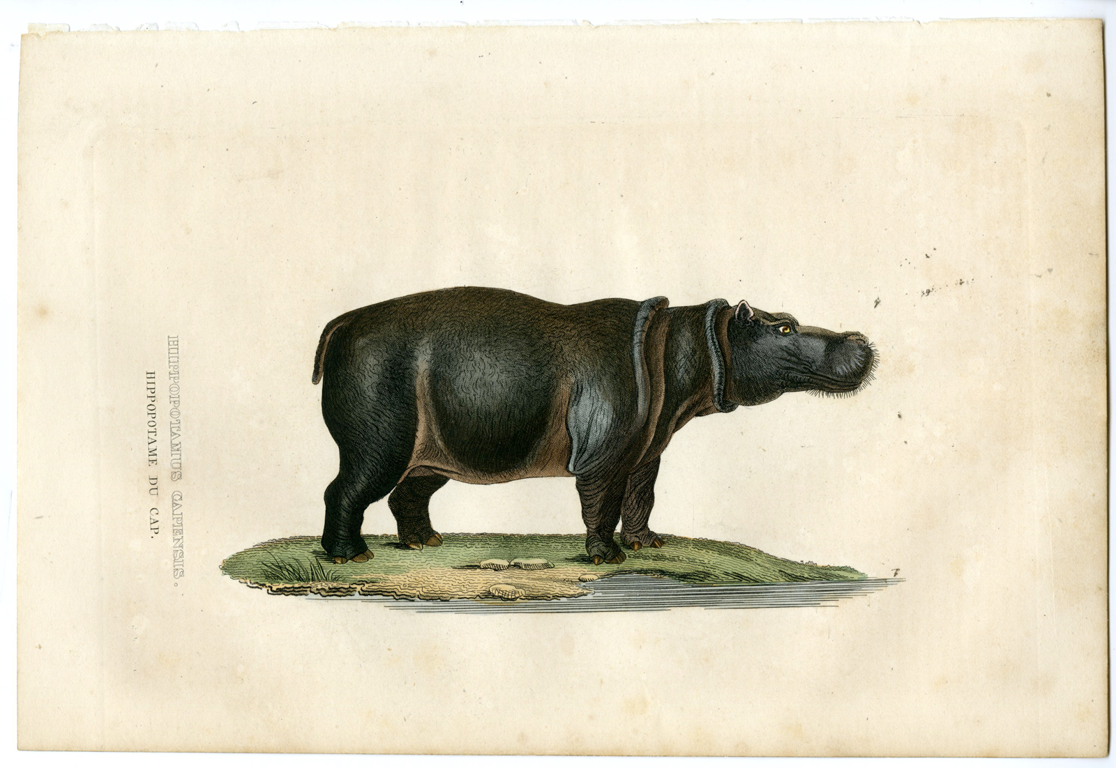 , Antique Print-HIPPO-HIPPOPOTAMUS-AFRICA-Drapiez-1853, Pictura Antique Prints