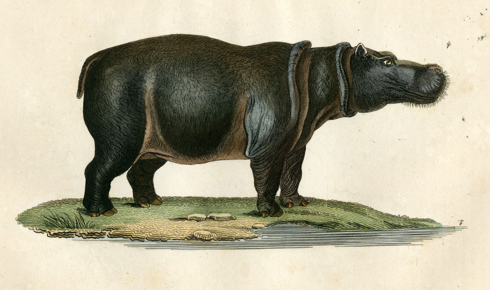 , Antique Print-HIPPO-HIPPOPOTAMUS-AFRICA-Drapiez-1853, Pictura Antique Prints
