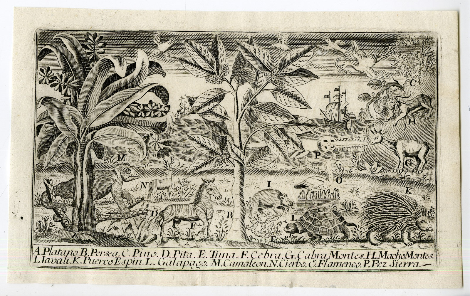 , Rare-Antique Print-ANIMALS-PLANTS OF SPAIN-CAMELEON-TURTLE-Ibarra-Martinez-1762, Pictura Antique Prints