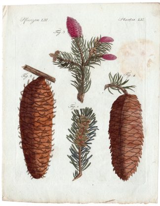 Antique Print-TREE-PINECONE-WHITE SPRUCE TREE-NORWAY SPRUCE-Bertruch-1798