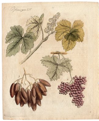 Antique Print-PLANT-GRAPES-RAISINS-FRUIT-LEAFS-Bertruch-1798