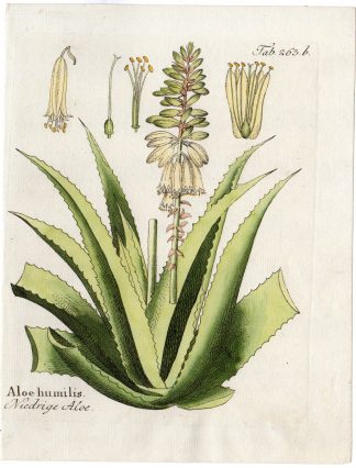 Antique Print-PLANT-ALOE HUMILIS-LOW ALOE-FLOWERS-LEAFS-Vietz-1800