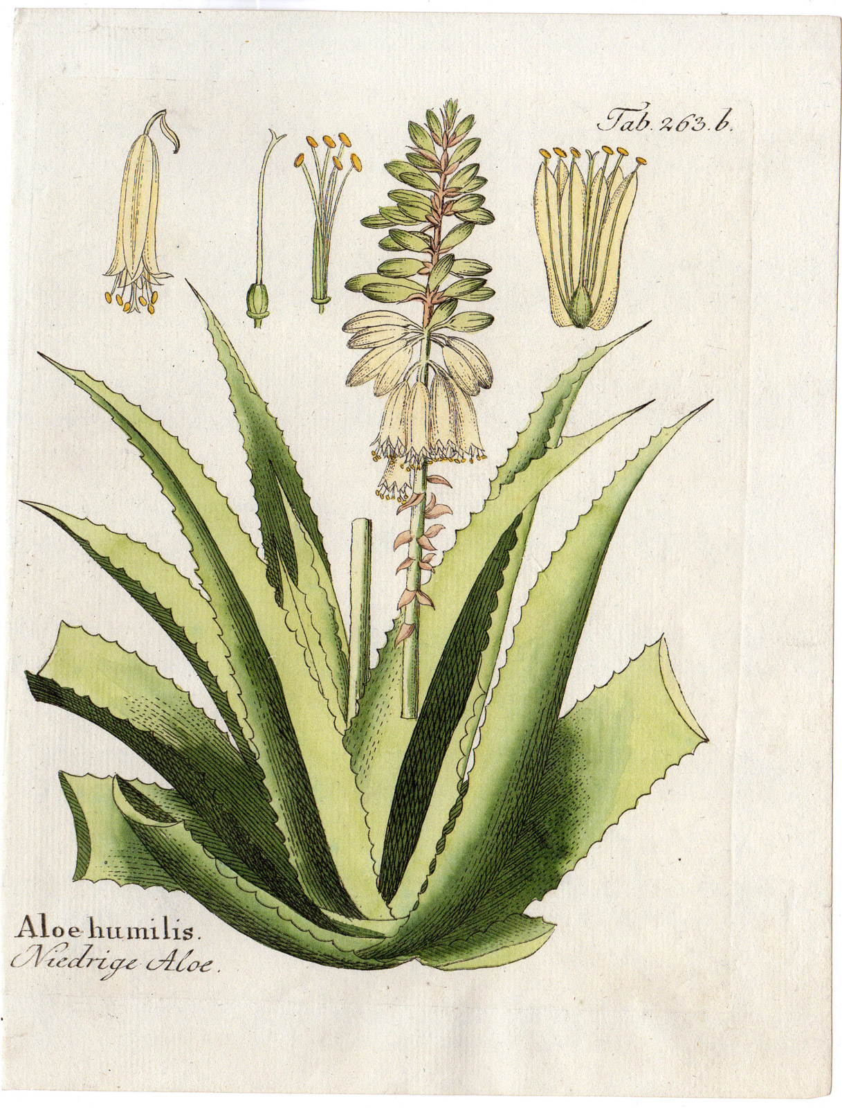 , Antique Print-PLANT-ALOE HUMILIS-LOW ALOE-FLOWERS-LEAFS-Vietz-1800, Pictura Antique Prints