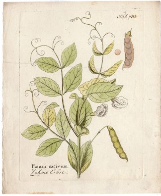 Antique Print-PLANT-VEGETABLE-TAME PEA-PISUM SATIVUM-FLOWERS-LEAFS-Vietz-1800