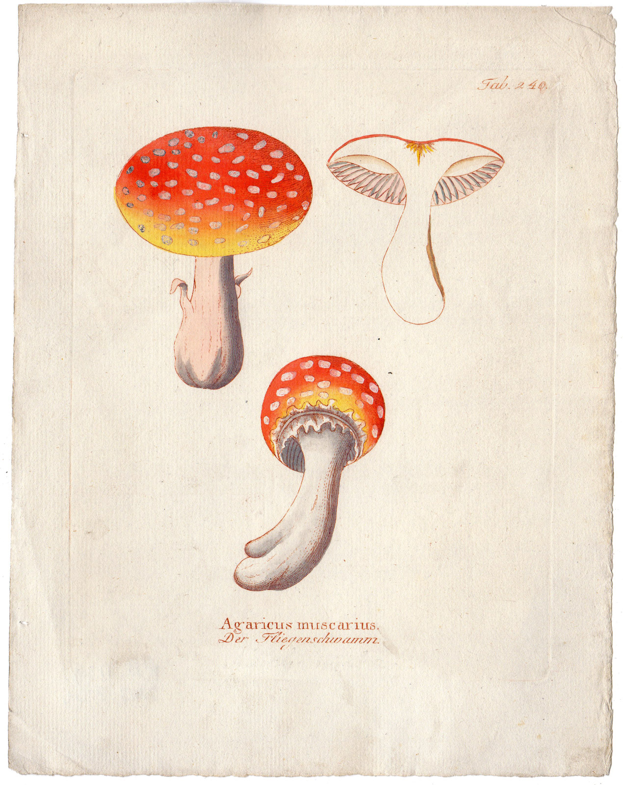 , Antique Print-FUNGUS-FLY AGARIC-AGARICUS MUSCARIUS-POISONOUS-Vietz-1800, Pictura Antique Prints