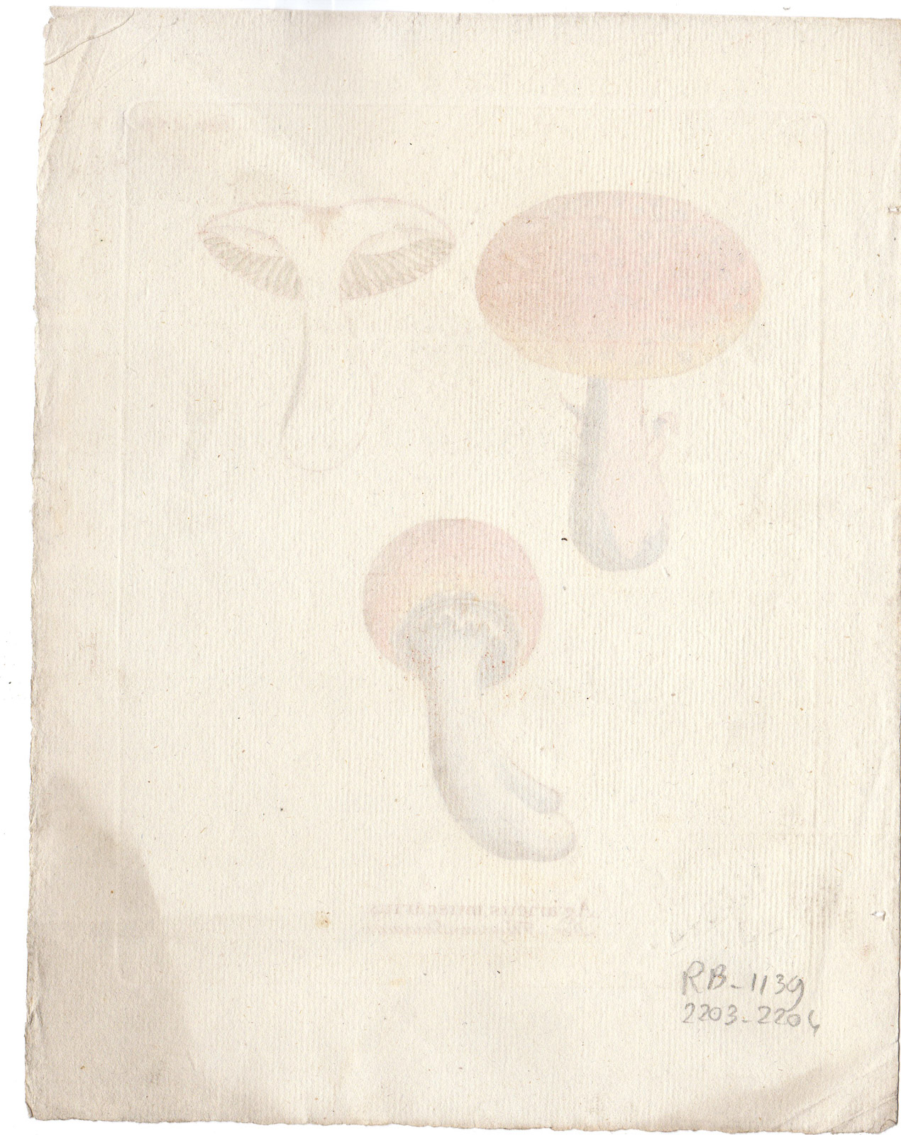 , Antique Print-FUNGUS-FLY AGARIC-AGARICUS MUSCARIUS-POISONOUS-Vietz-1800, Pictura Antique Prints
