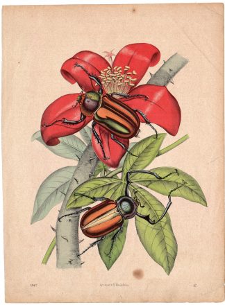 Antique Print-BEETLE-INSECT-SPINY PLANT-RED FLOWER-Hochdanz-1867