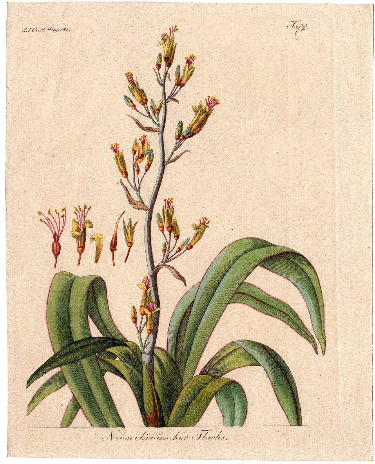 , Antique Print-PLANT-NEW SEALAND FLAX-YELLOW FLOWER-LEAFS-SEEDS-Gart-1815, Pictura Antique Prints