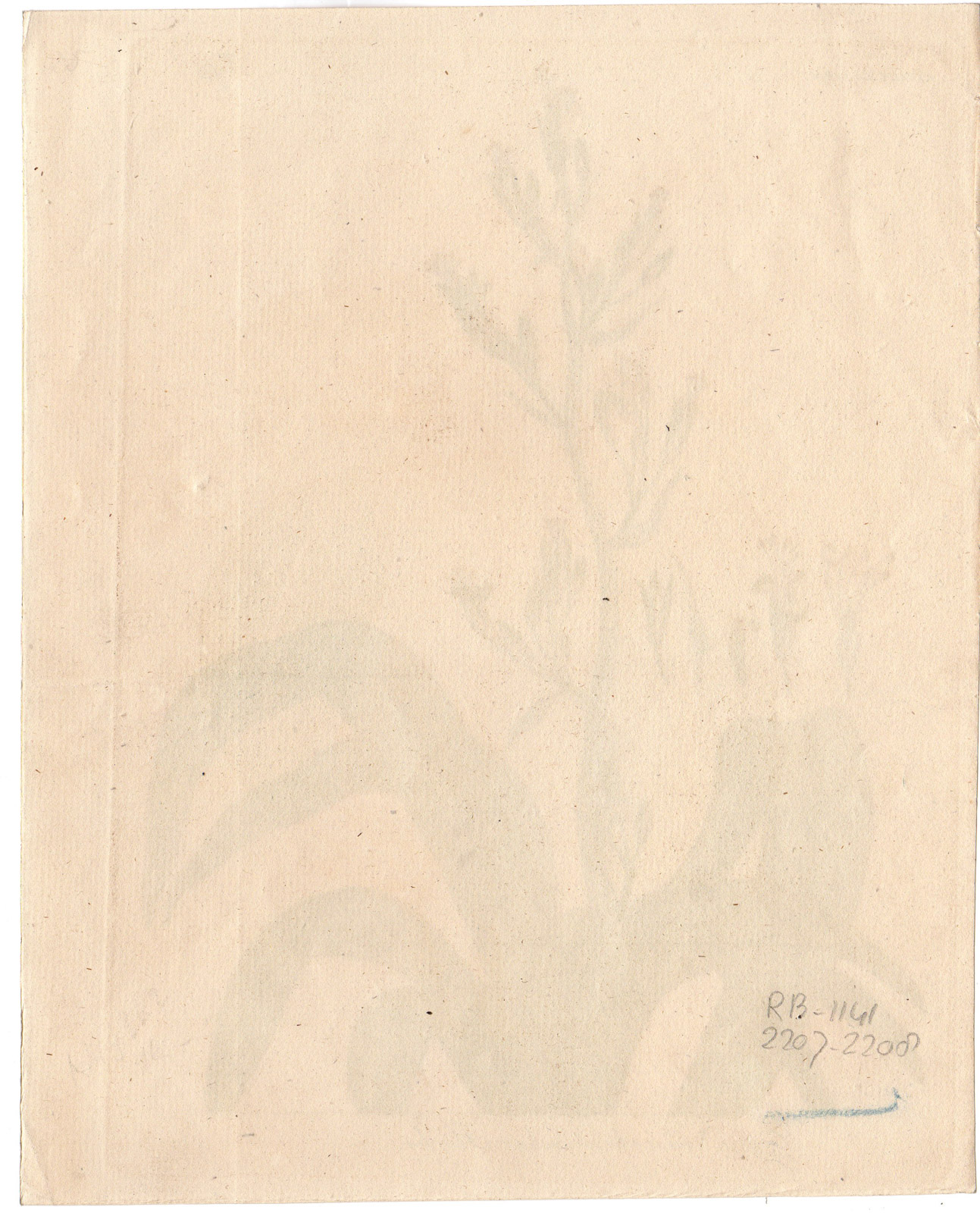 , Antique Print-PLANT-NEW SEALAND FLAX-YELLOW FLOWER-LEAFS-SEEDS-Gart-1815, Pictura Antique Prints