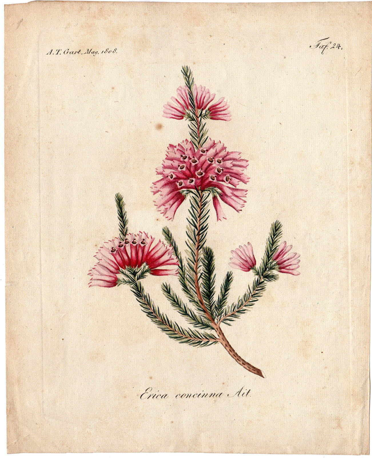 , Antique Print-PLANT-HEATH-ERICA CONCINNA AIT-PURPLE FLOWER-BRANCH-Gart-1808, Pictura Antique Prints