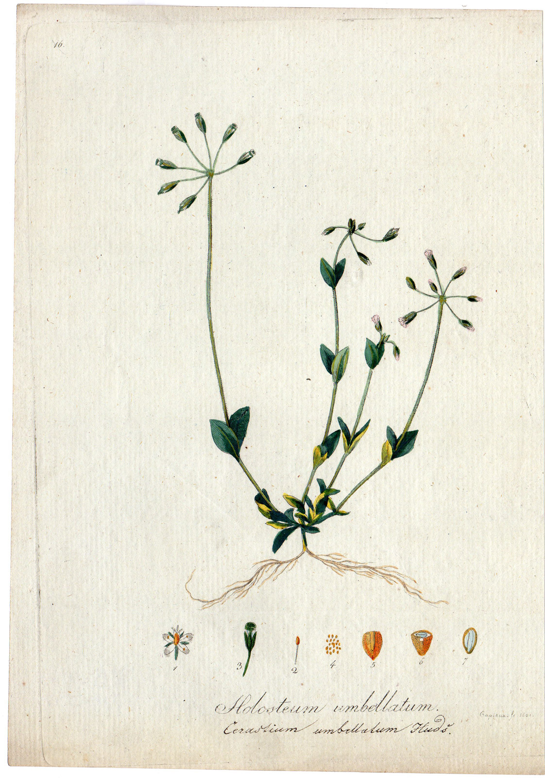 , Antique Print-JAGGED CHICKWEED-HOLOSTEUM UMBELLATUM-PURPLE FLOWER-Capieux-1801, Pictura Antique Prints