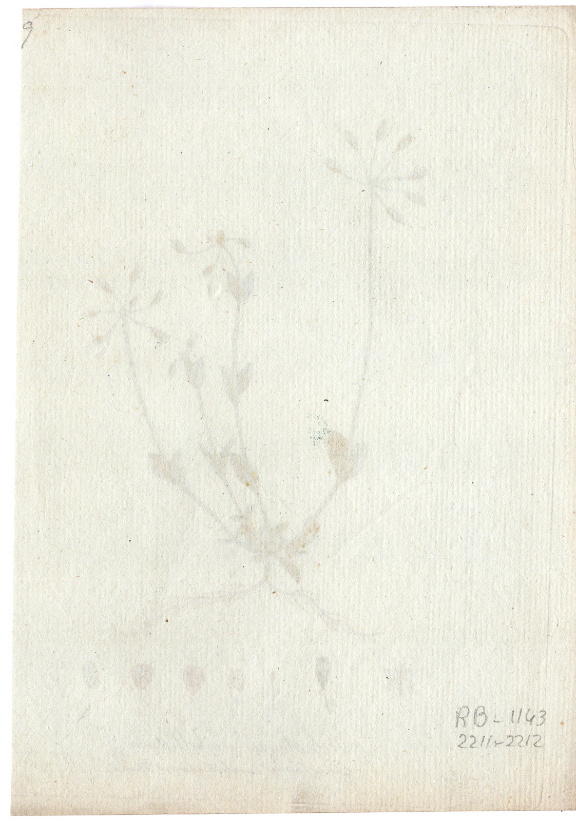 , Antique Print-JAGGED CHICKWEED-HOLOSTEUM UMBELLATUM-PURPLE FLOWER-Capieux-1801, Pictura Antique Prints