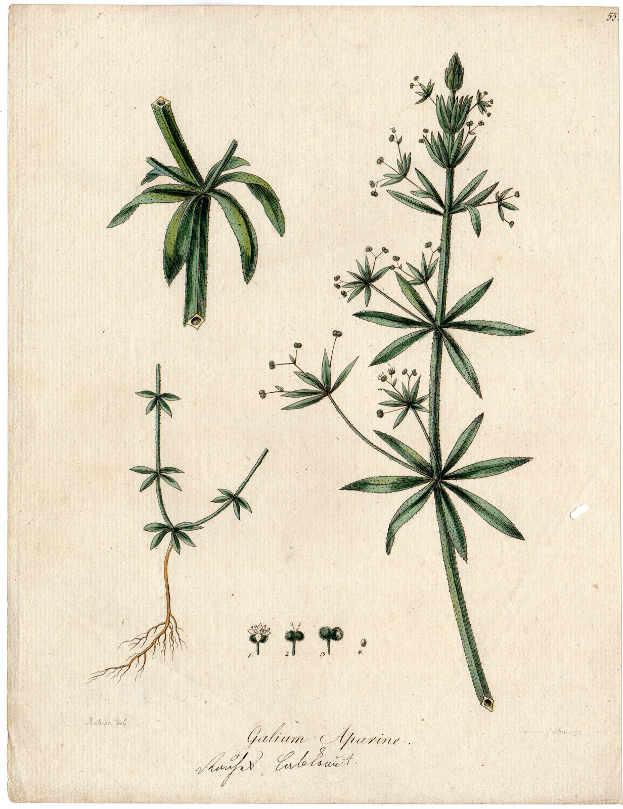 , Antique Print-GOOSE GRASS-CLEAVERS-GALLIUM APARINE-FLOWER-Capieux-Kuhner-1797, Pictura Antique Prints