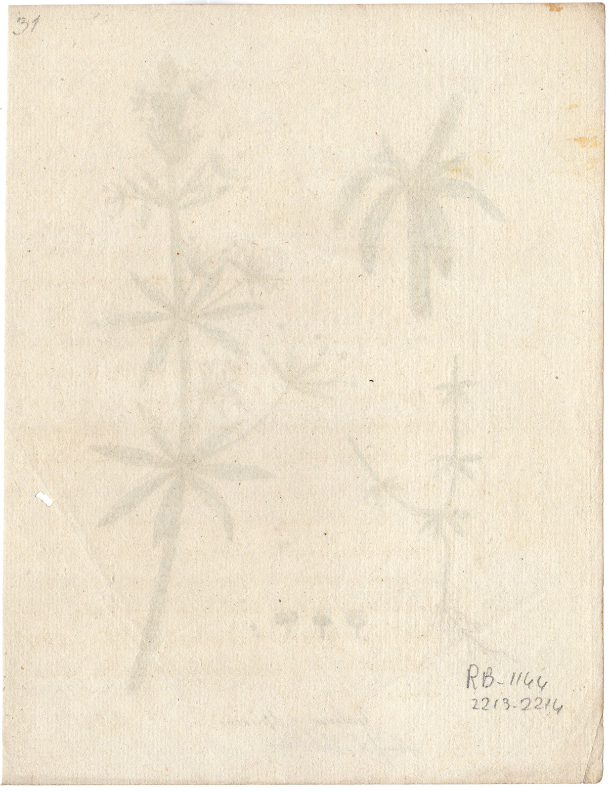 , Antique Print-GOOSE GRASS-CLEAVERS-GALLIUM APARINE-FLOWER-Capieux-Kuhner-1797, Pictura Antique Prints