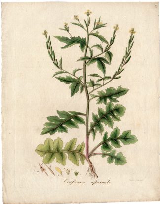 Antique Print-PLANT-ERYSIMUM OFFICINALE-YELLOW FLOWER-SEEDS-Capieux-1795