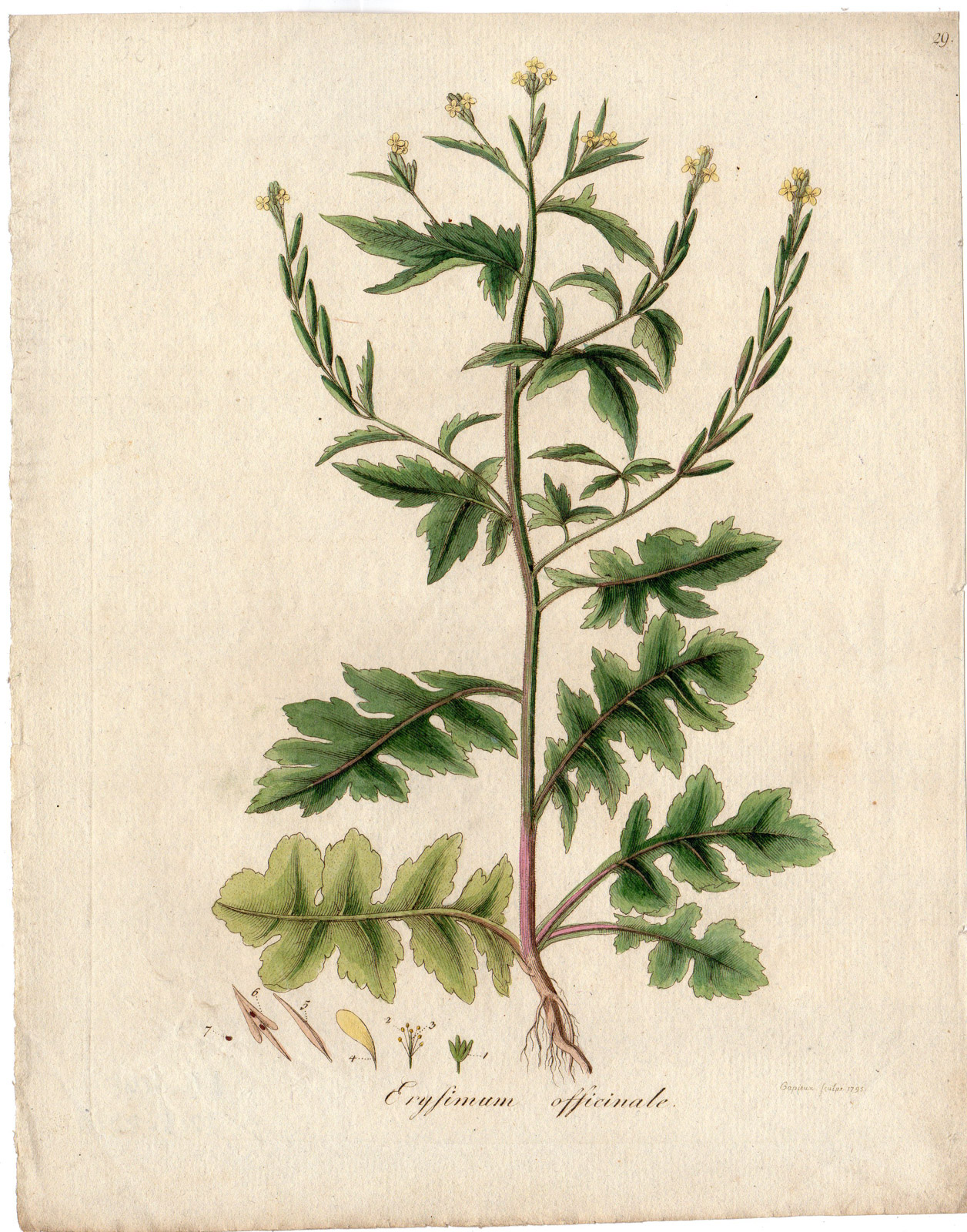 , Antique Print-PLANT-ERYSIMUM OFFICINALE-YELLOW FLOWER-SEEDS-Capieux-1795, Pictura Antique Prints