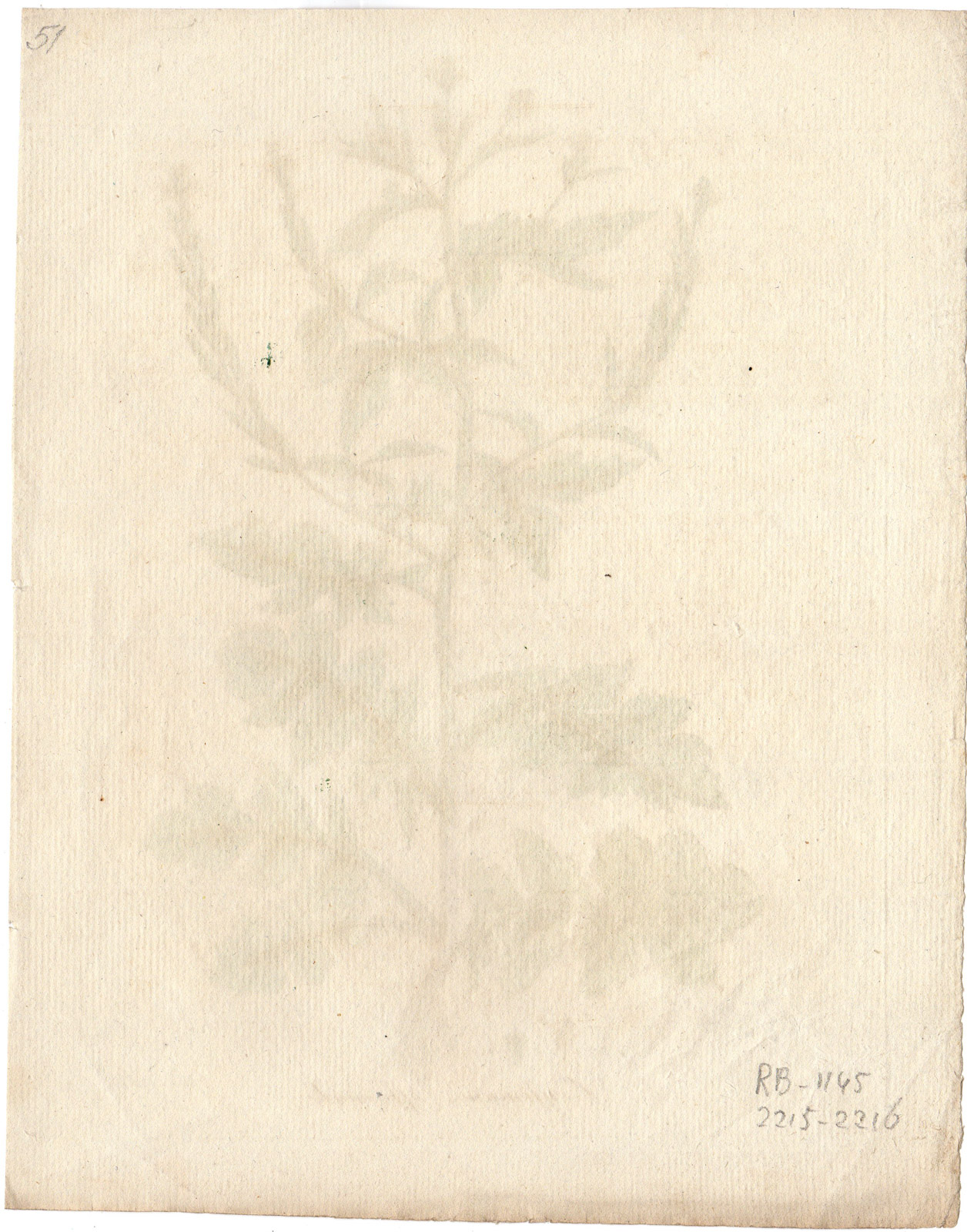 , Antique Print-PLANT-ERYSIMUM OFFICINALE-YELLOW FLOWER-SEEDS-Capieux-1795, Pictura Antique Prints