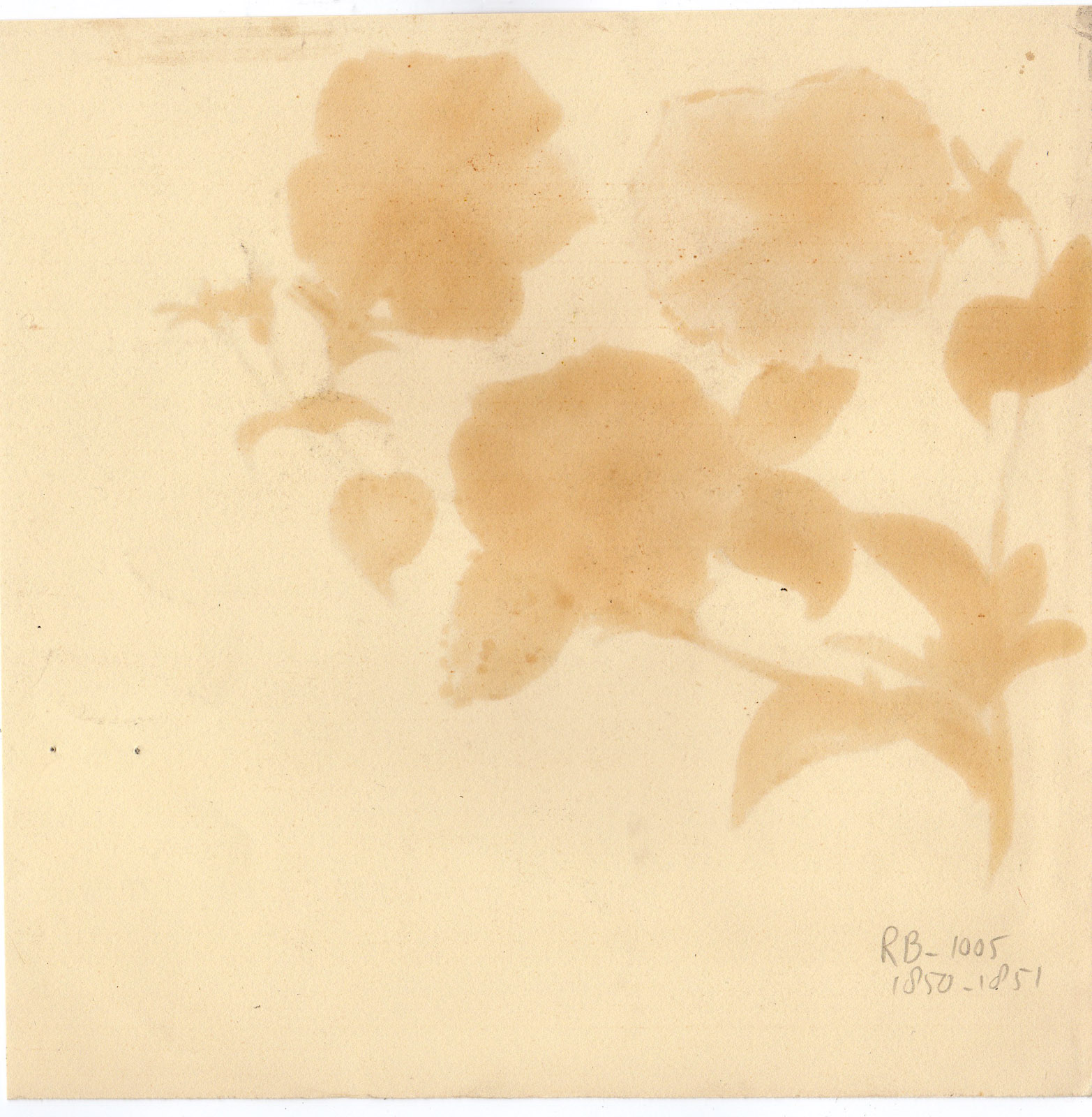 , Antique Drawing-FLOWER-PLANT-PURPLE-PETUNIA ATKINSIANA-MHO (monogram)-c.1900, Pictura Antique Prints