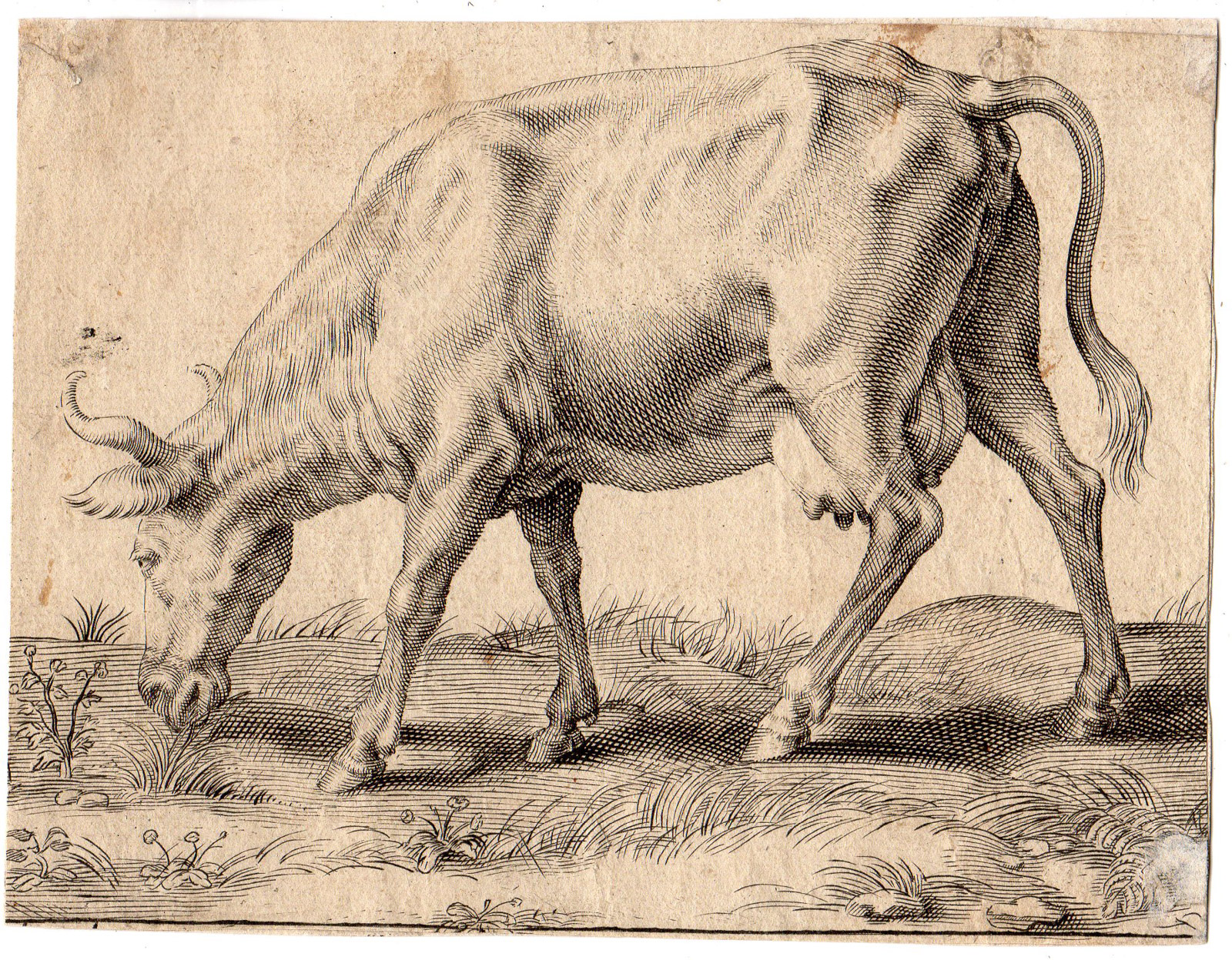 , Antique Print-ANIMAL-COW-GRAZING-Potter-ca. 1680, Pictura Antique Prints