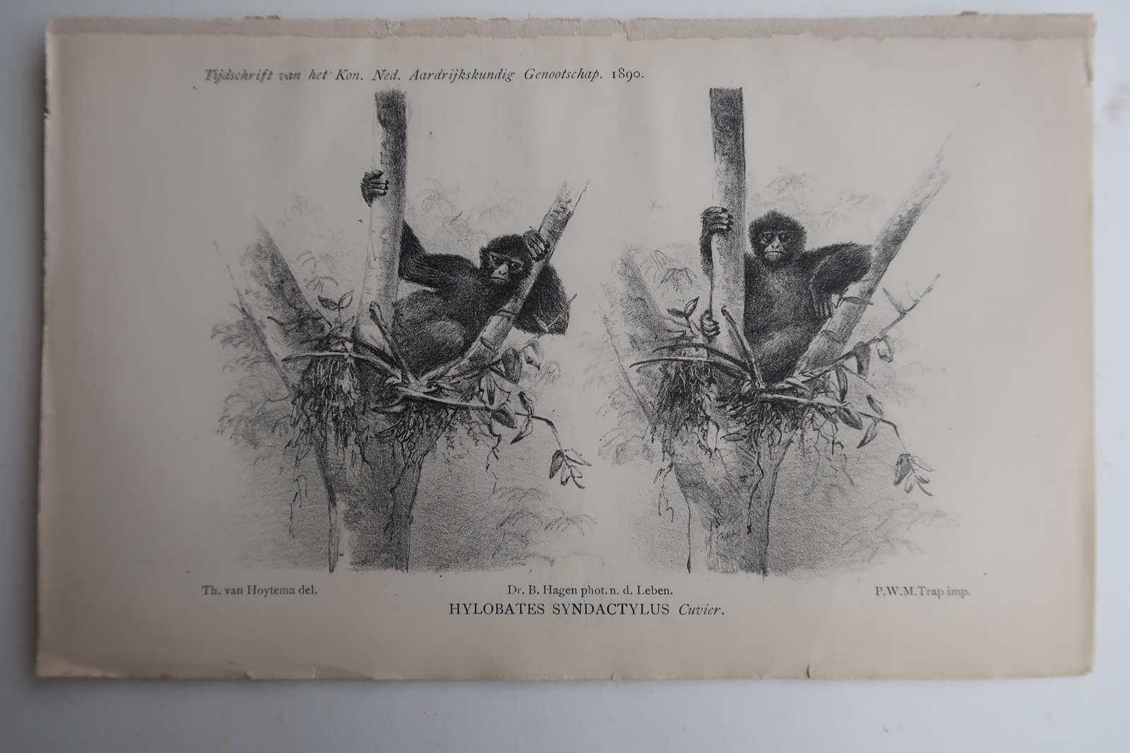 , Antique Print-SIAMANG-SYMPHALANGUS SYNDACTYLUS-GIBBON-Aardr. Genootschap-1890, Pictura Antique Prints