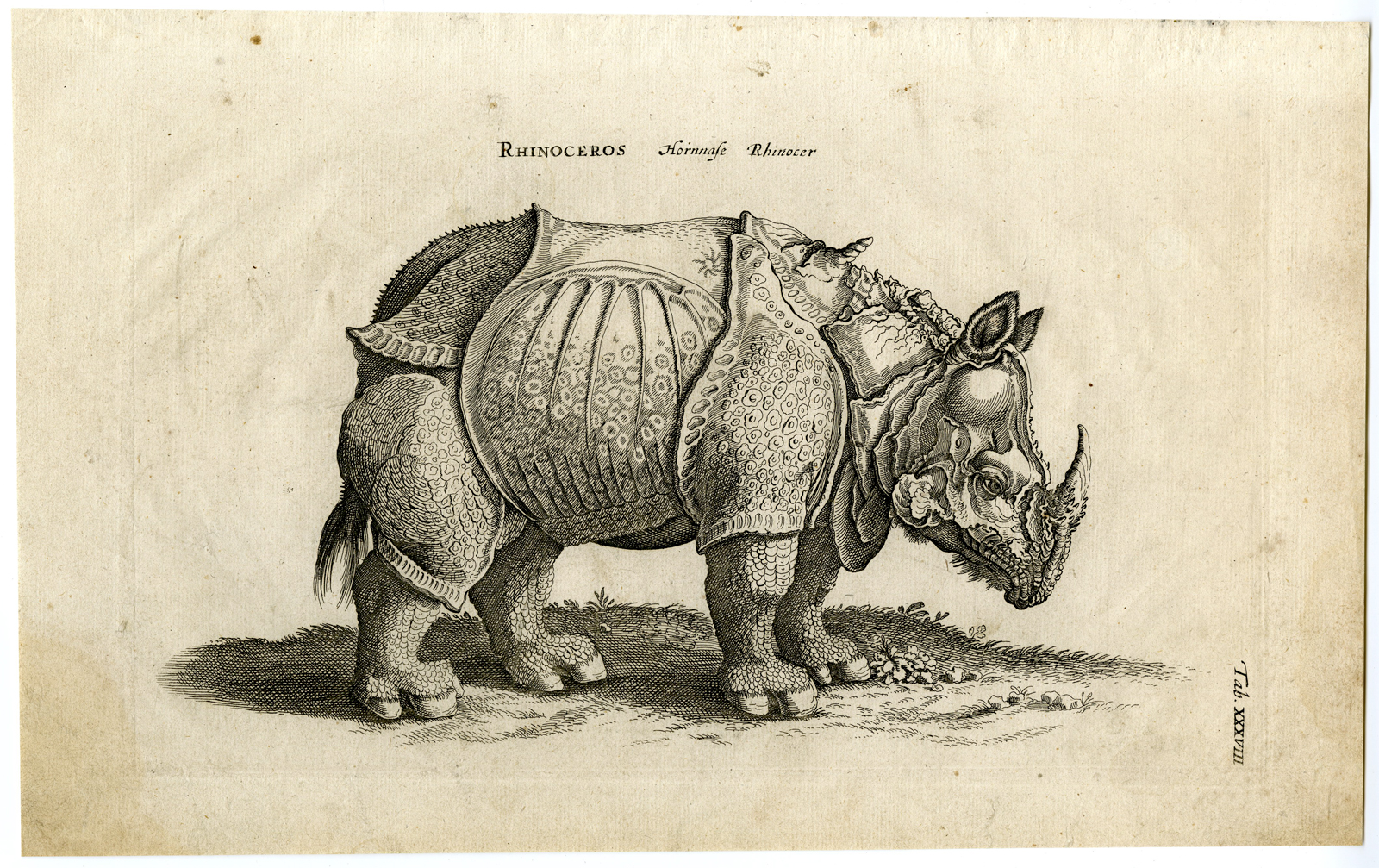 Pictura 00532 416x262 Antique Print-RHINOCEROS-RHINO-Merian after Durer-Jonston-1657