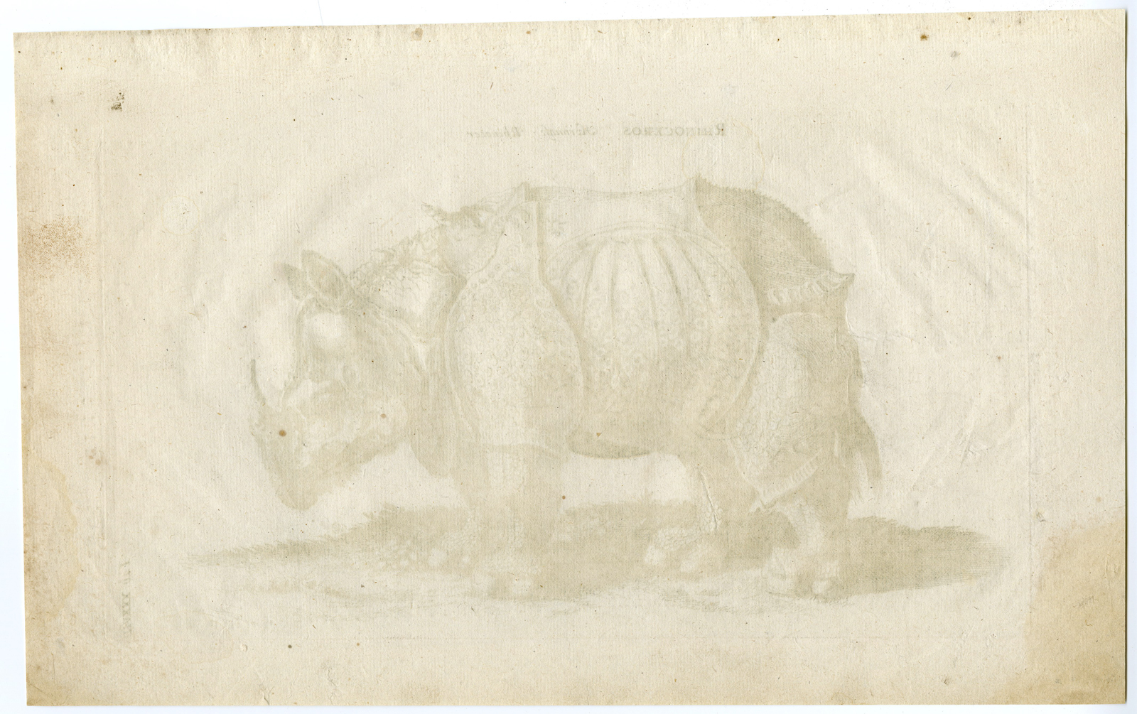 Pictura 00534 416x261 Antique Print-RHINOCEROS-RHINO-Merian after Durer-Jonston-1657 - Image 3