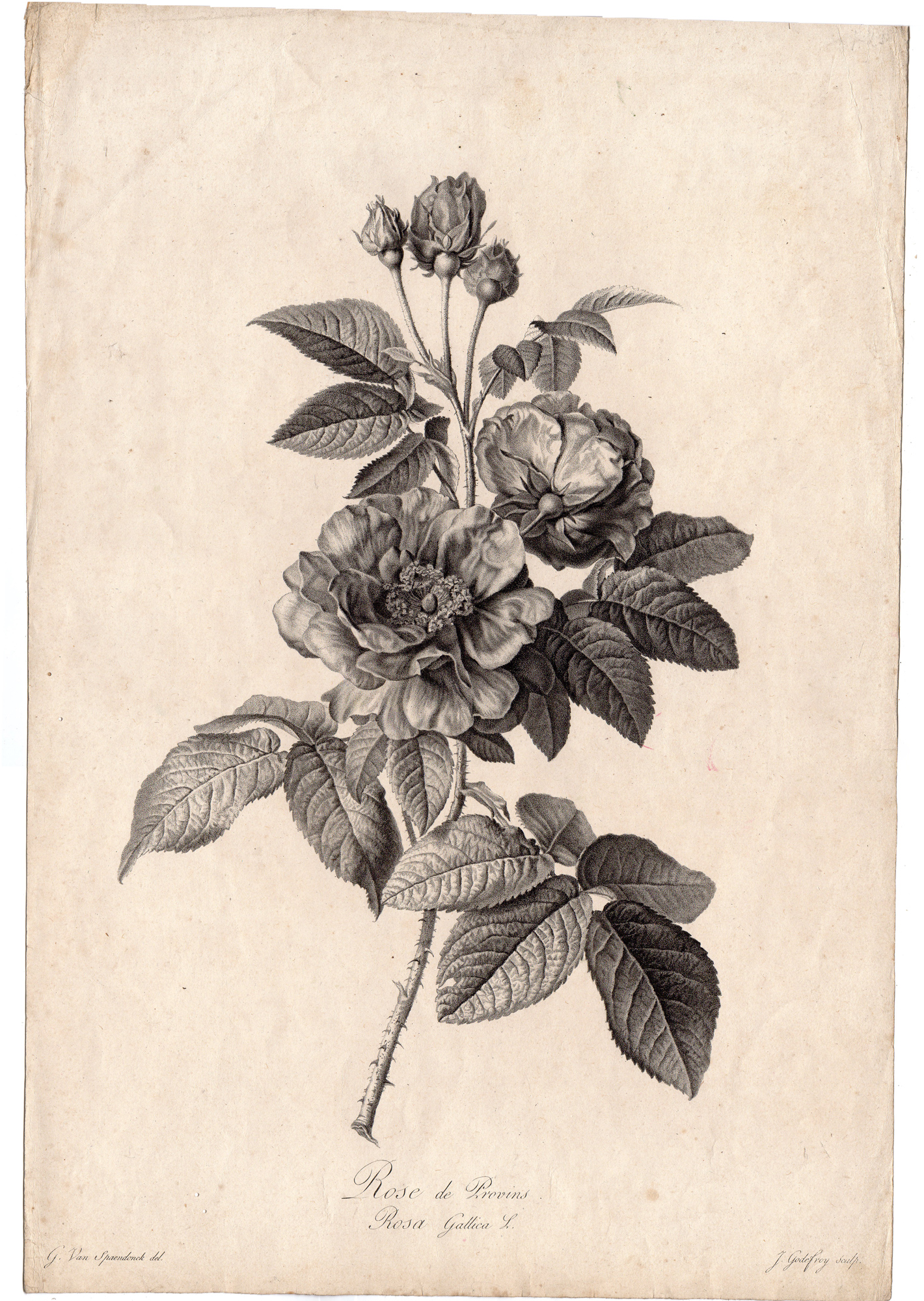 , Antique Print-FRENCH ROSE-ROSA GALLICA L.-Godefroy-van Spaendonck-1799, Pictura Antique Prints
