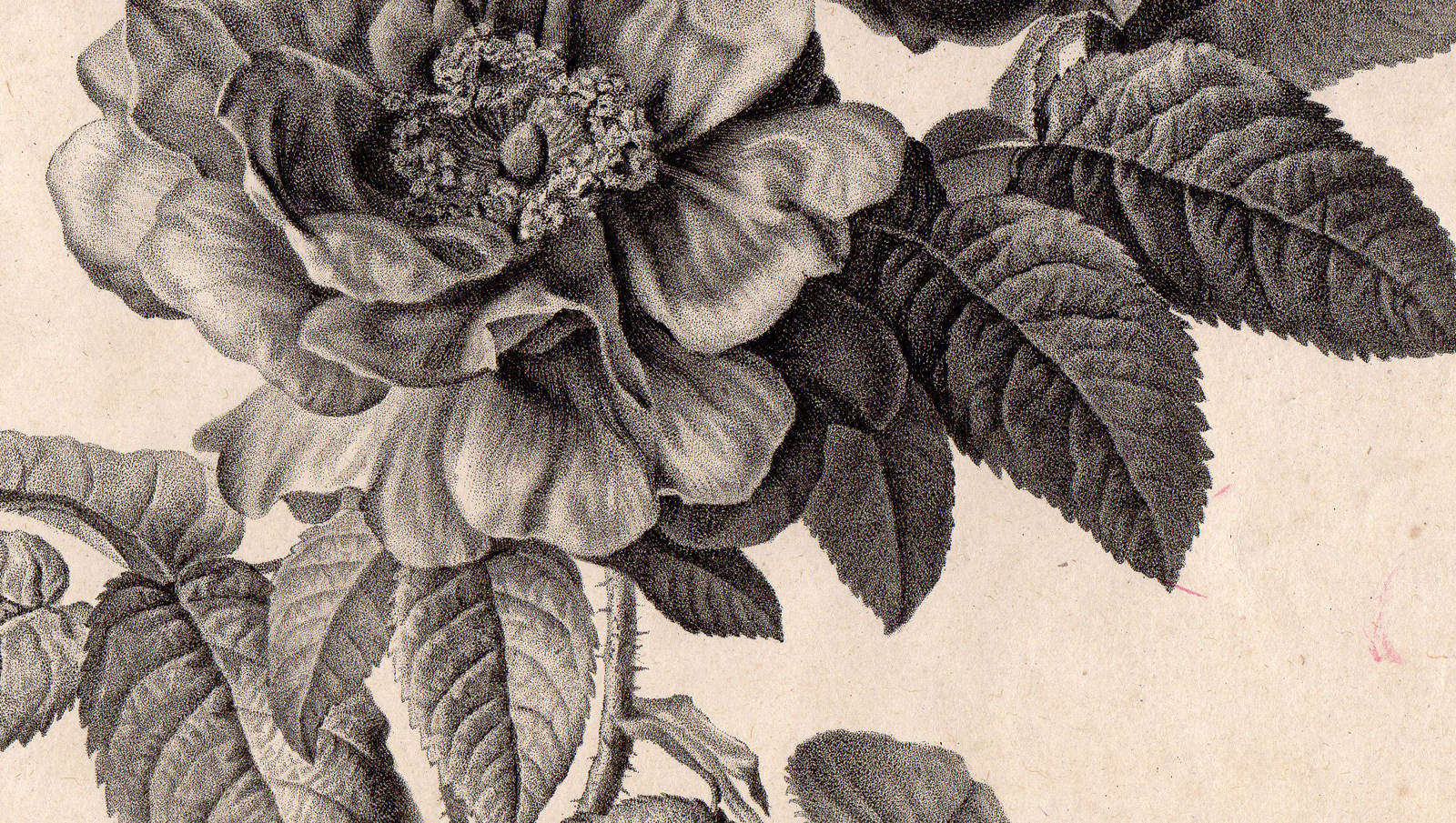 , Antique Print-FRENCH ROSE-ROSA GALLICA L.-Godefroy-van Spaendonck-1799, Pictura Antique Prints