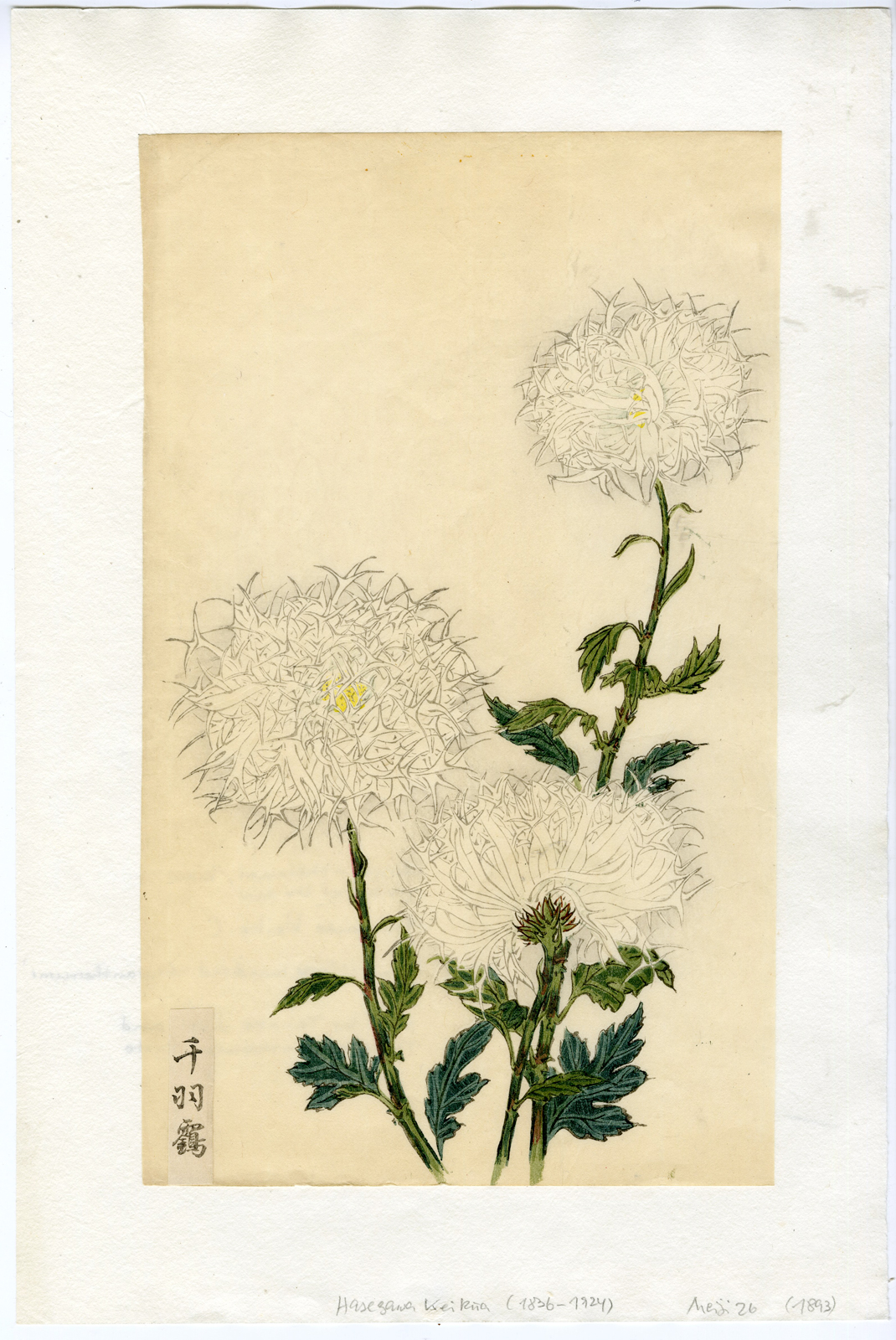 , Rare-Antique Print-CHRYSANTHEMUM-KIKU-Hasegawa Keika-1893, Pictura Antique Prints