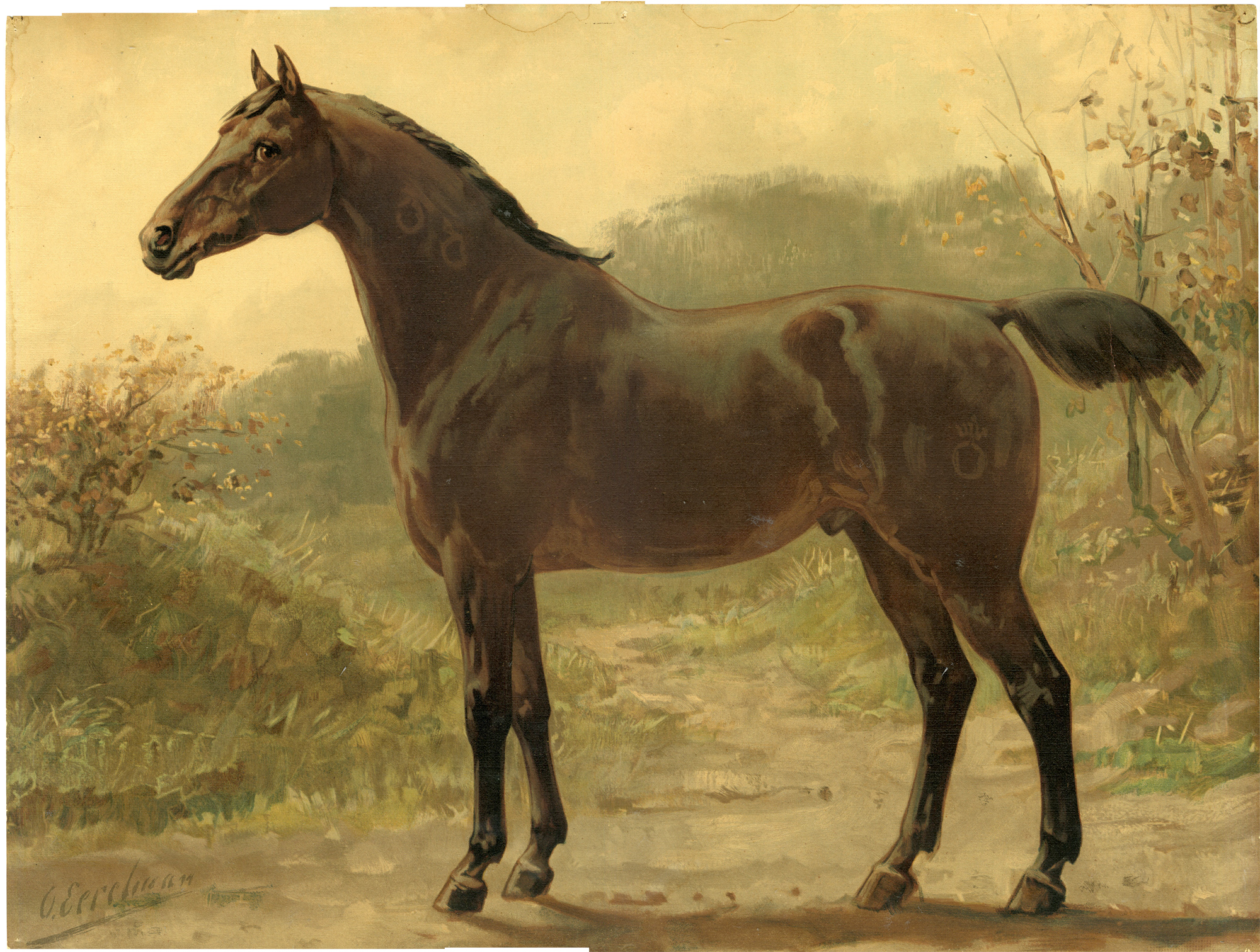 , Antique Master Print-HORSE BREEDS-OLDENBURG-Goffart-Eerelman-1898, Pictura Antique Prints