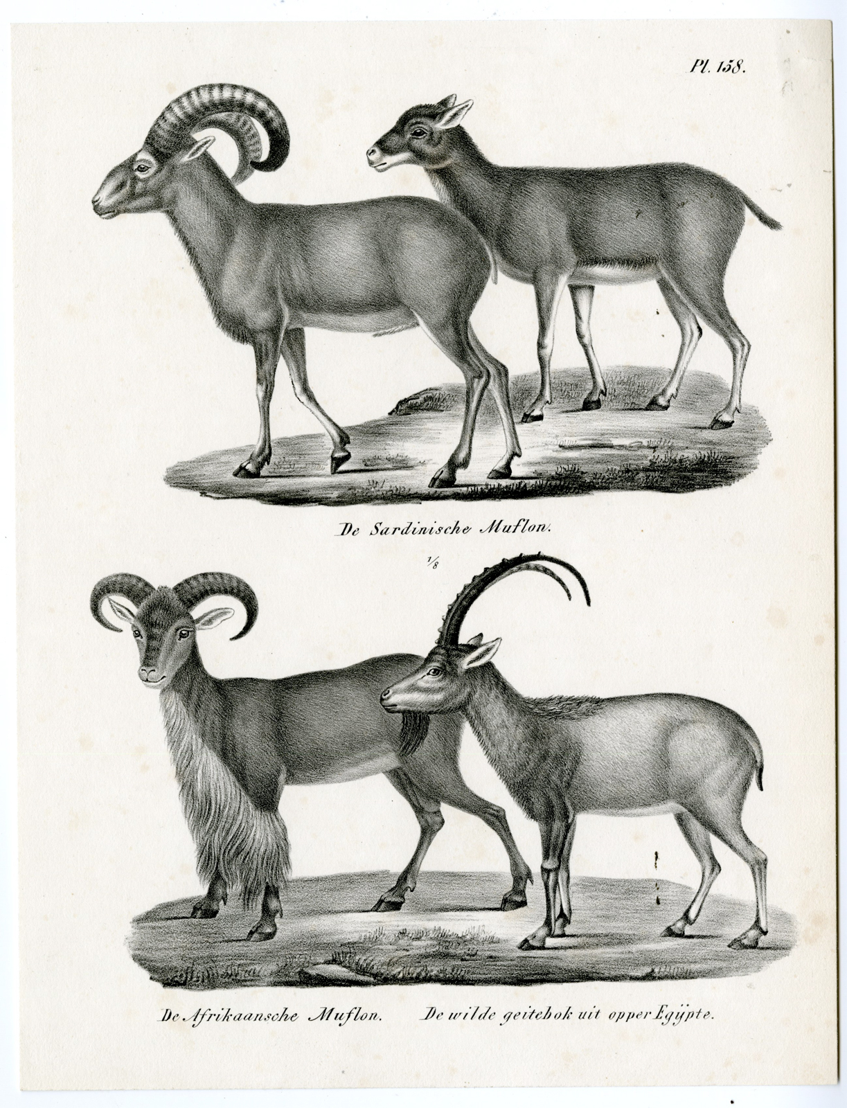, Antique Prints-NATURE-Schinz-1845, Pictura Antique Prints