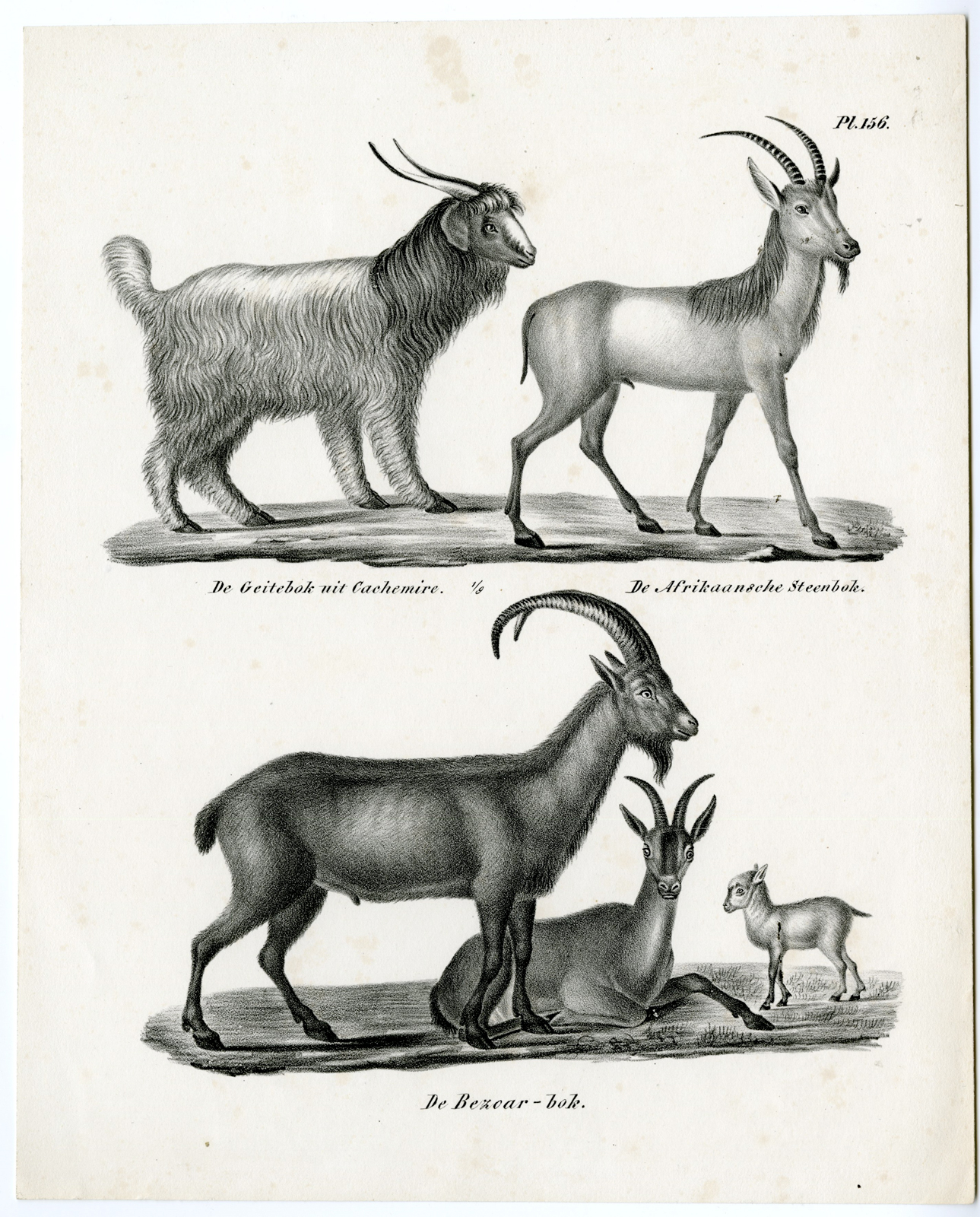 , Antique Prints-NATURE-Schinz-1845, Pictura Antique Prints