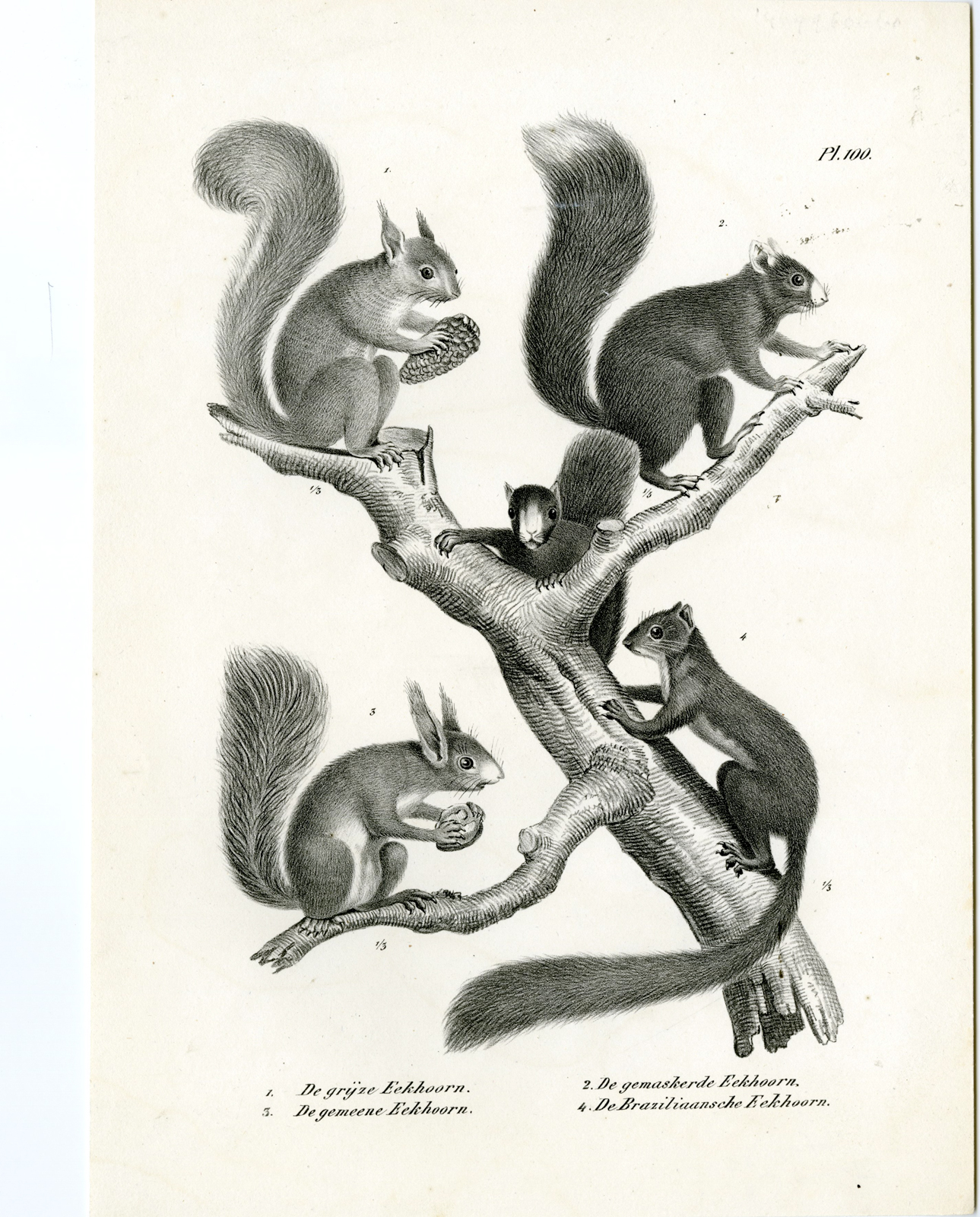 , Antique Prints-NATURE-Schinz-1845, Pictura Antique Prints