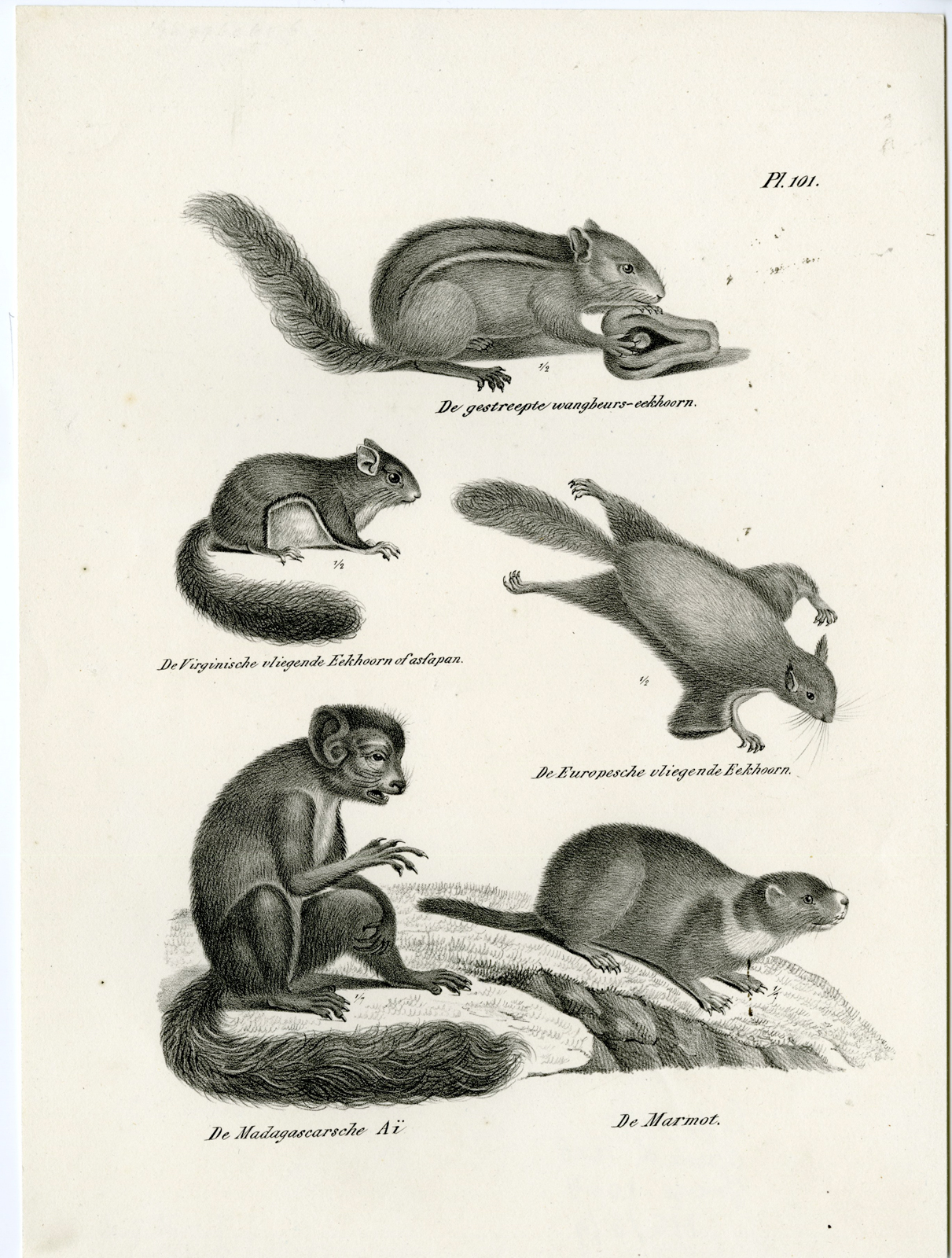 , Antique Prints-NATURE-Schinz-1845, Pictura Antique Prints