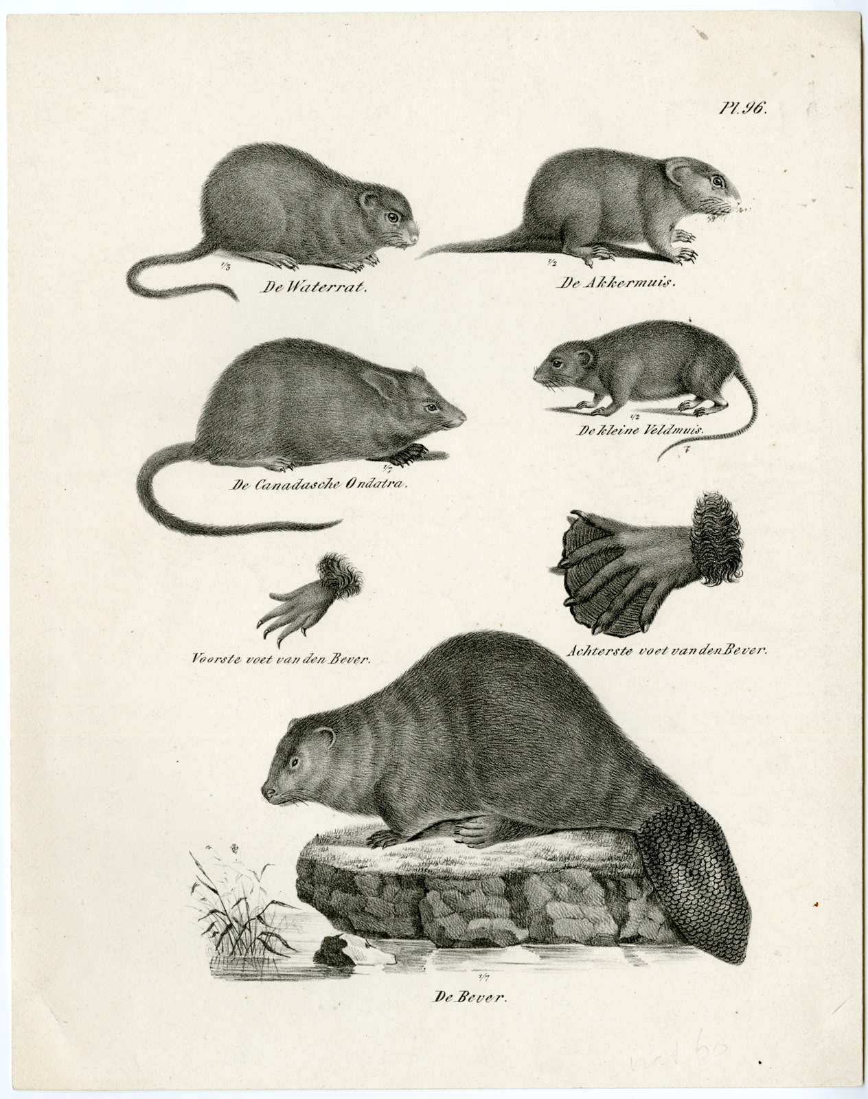 , Antique Prints-NATURE-Schinz-1845, Pictura Antique Prints