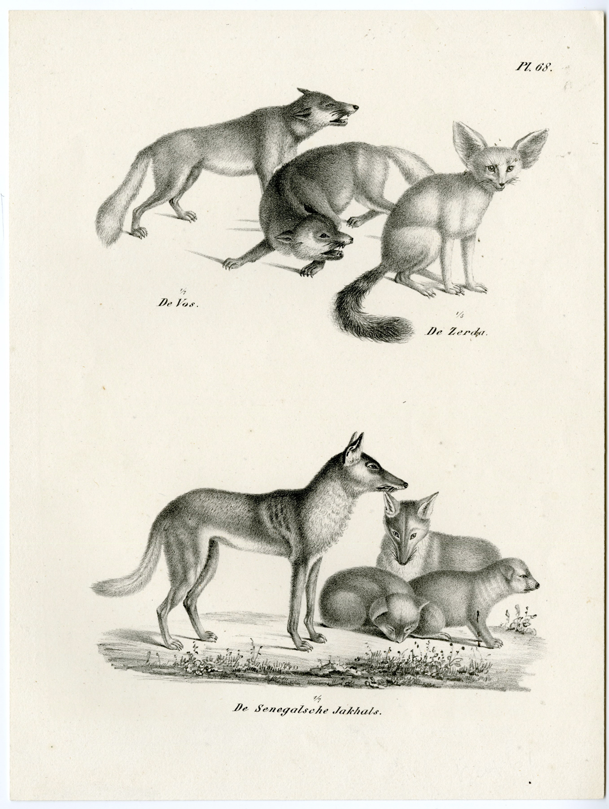 , Antique Prints-NATURE-Schinz-1845, Pictura Antique Prints