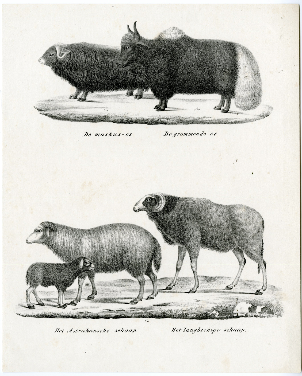 , Antique Prints-NATURE-Schinz-1845, Pictura Antique Prints
