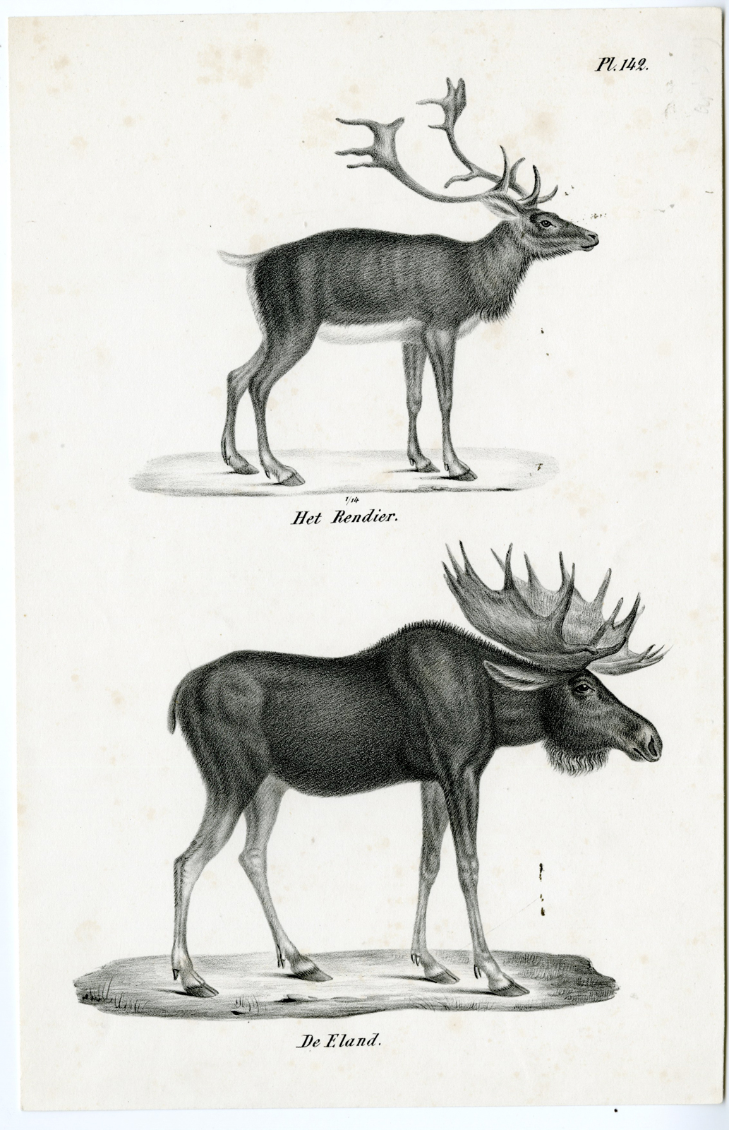 , Antique Prints-NATURE-Schinz-1845, Pictura Antique Prints
