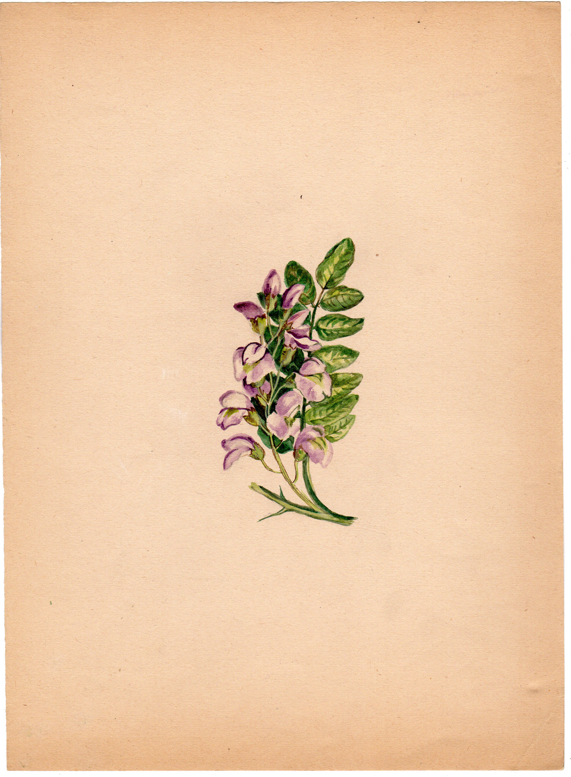 , Antique Drawing-PLANT-FLOWER-WISTARIA SINENSIS-Anonymous-c. 1900, Pictura Antique Prints